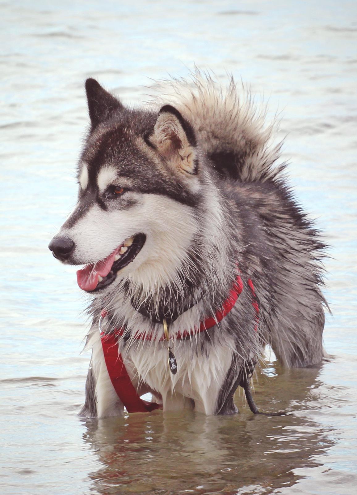 Blanding af racer Loke billede 5