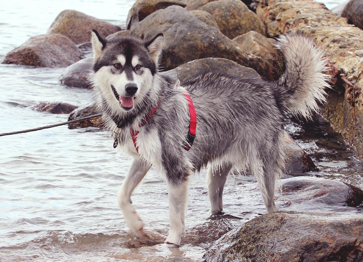 Blanding af racer Loke billede 6