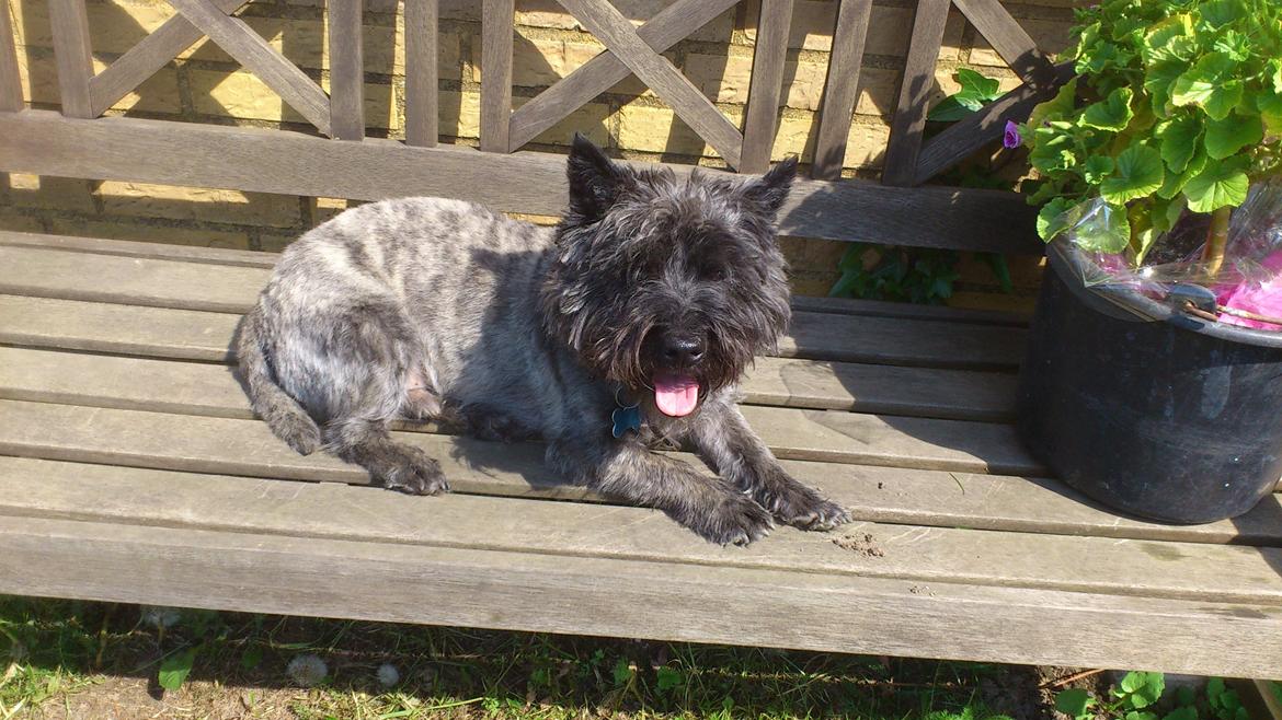 Cairn terrier Whiskey billede 1