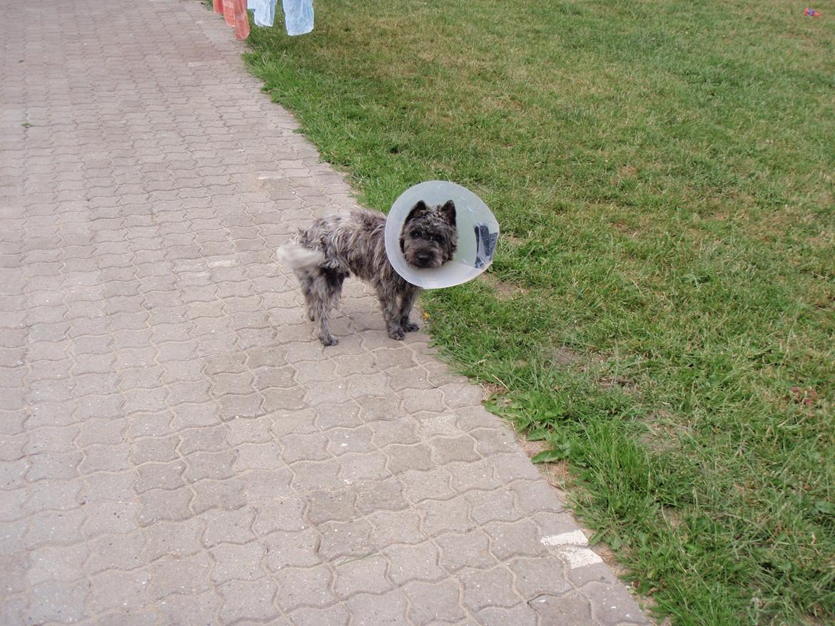 Cairn terrier Whiskey billede 22