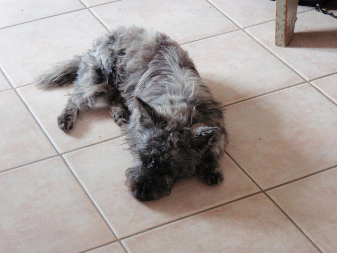 Cairn terrier Whiskey billede 23