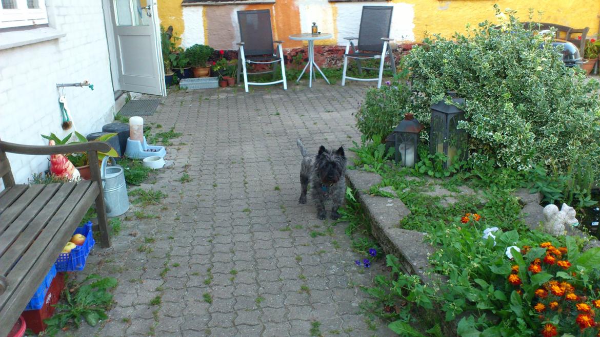 Cairn terrier Whiskey billede 24