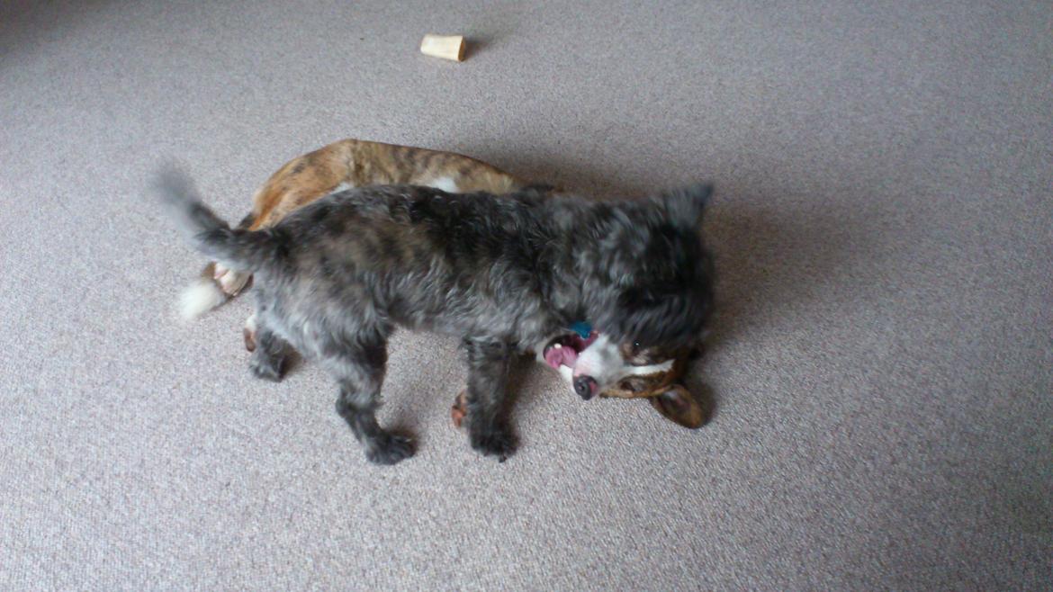 Cairn terrier Whiskey billede 25