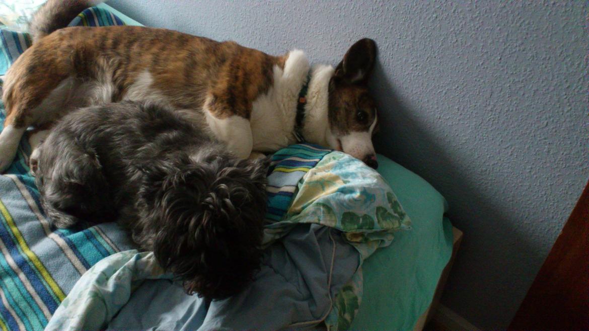 Cairn terrier Whiskey billede 26