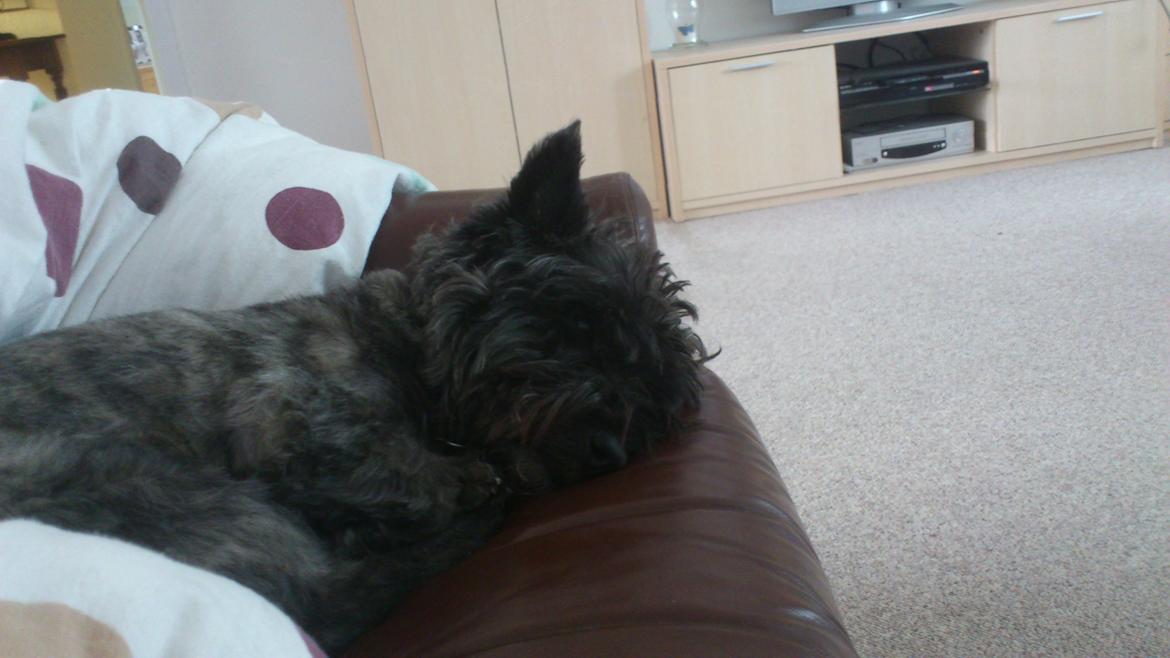 Cairn terrier Whiskey billede 27