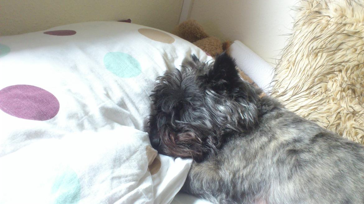 Cairn terrier Whiskey billede 28