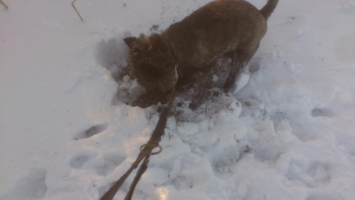 Cairn terrier Whiskey billede 29