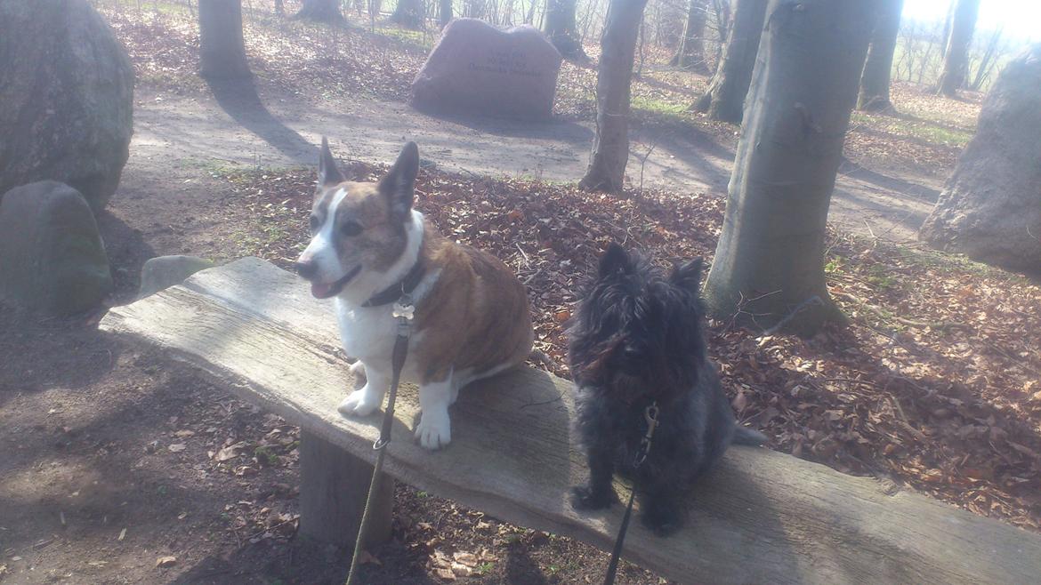 Cairn terrier Whiskey billede 30