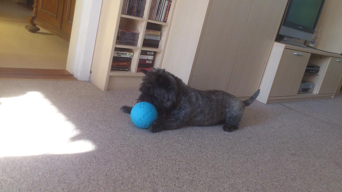 Cairn terrier Whiskey billede 31