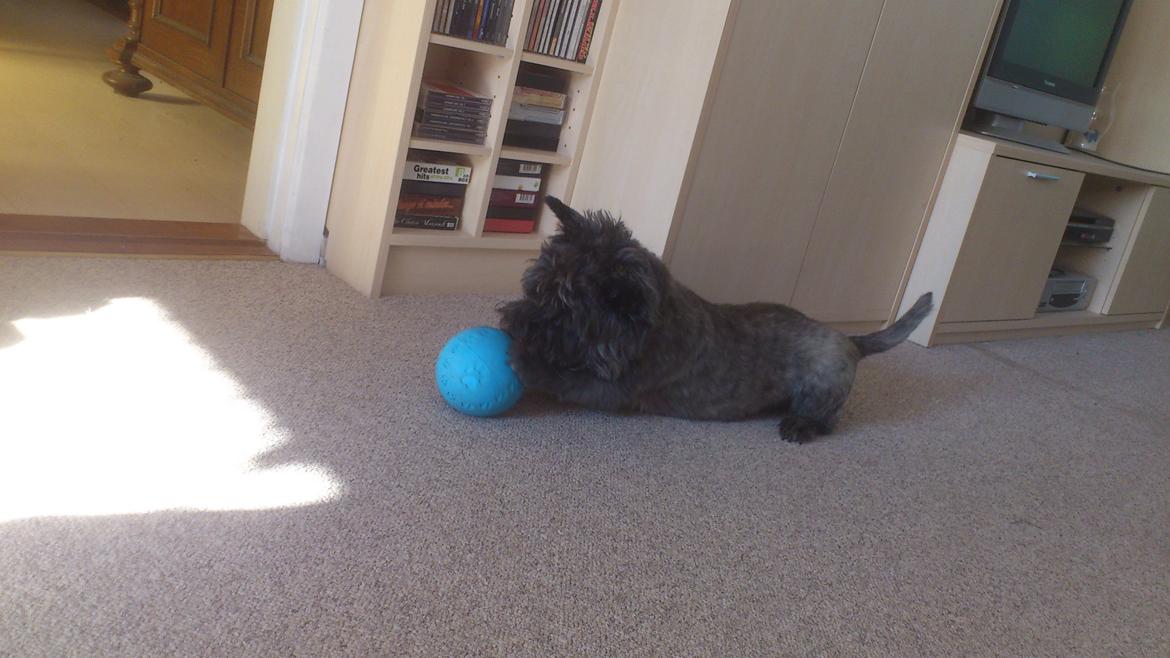 Cairn terrier Whiskey billede 32