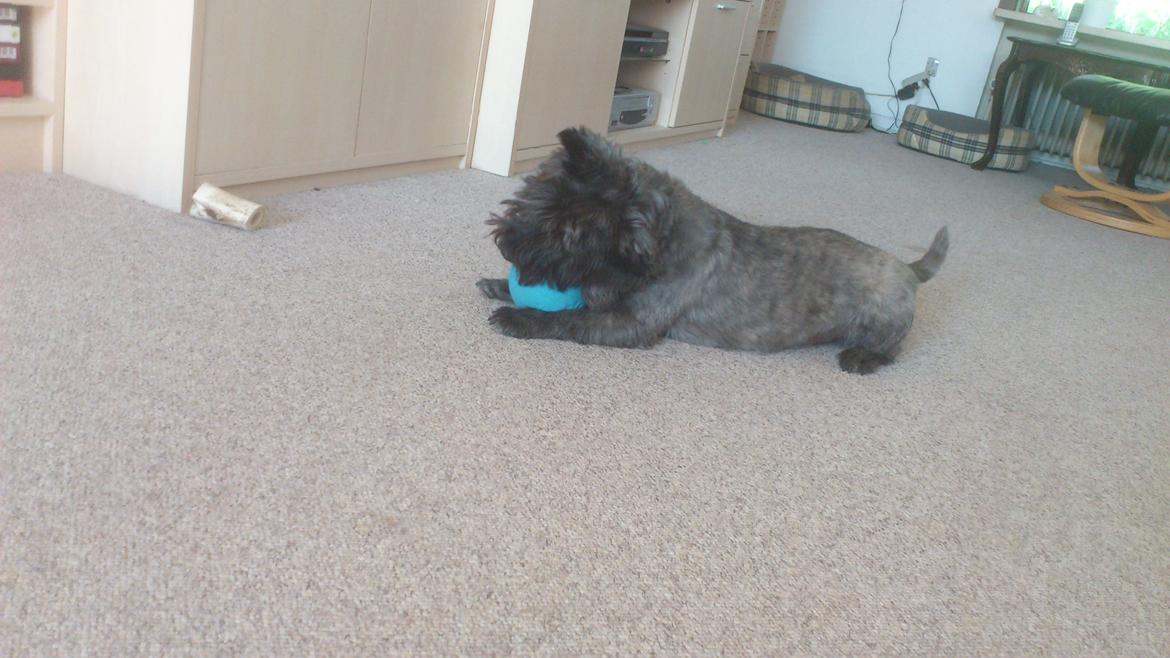 Cairn terrier Whiskey billede 33