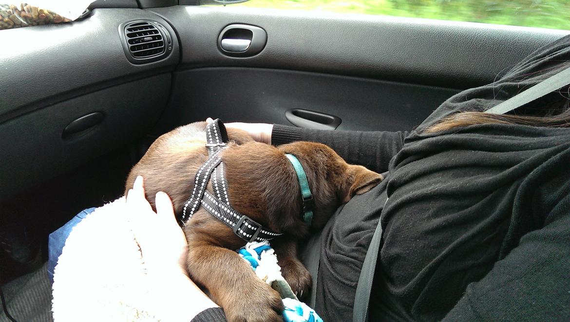 Labrador retriever Cody billede 2