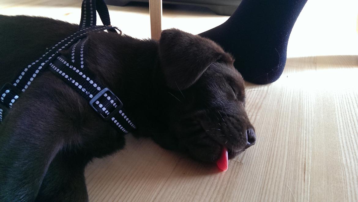 Labrador retriever Cody billede 3