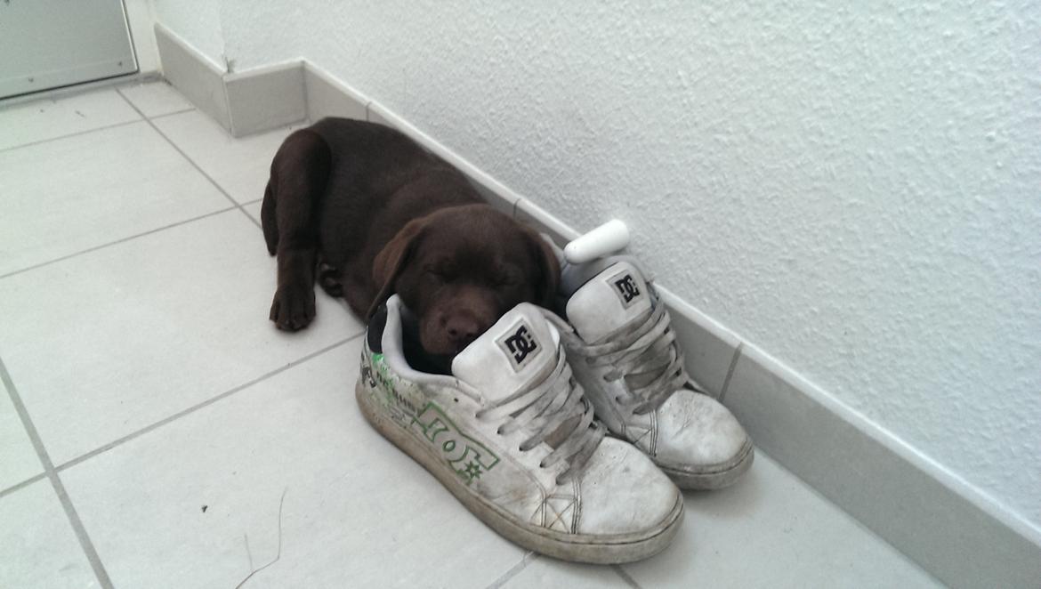 Labrador retriever Cody billede 4