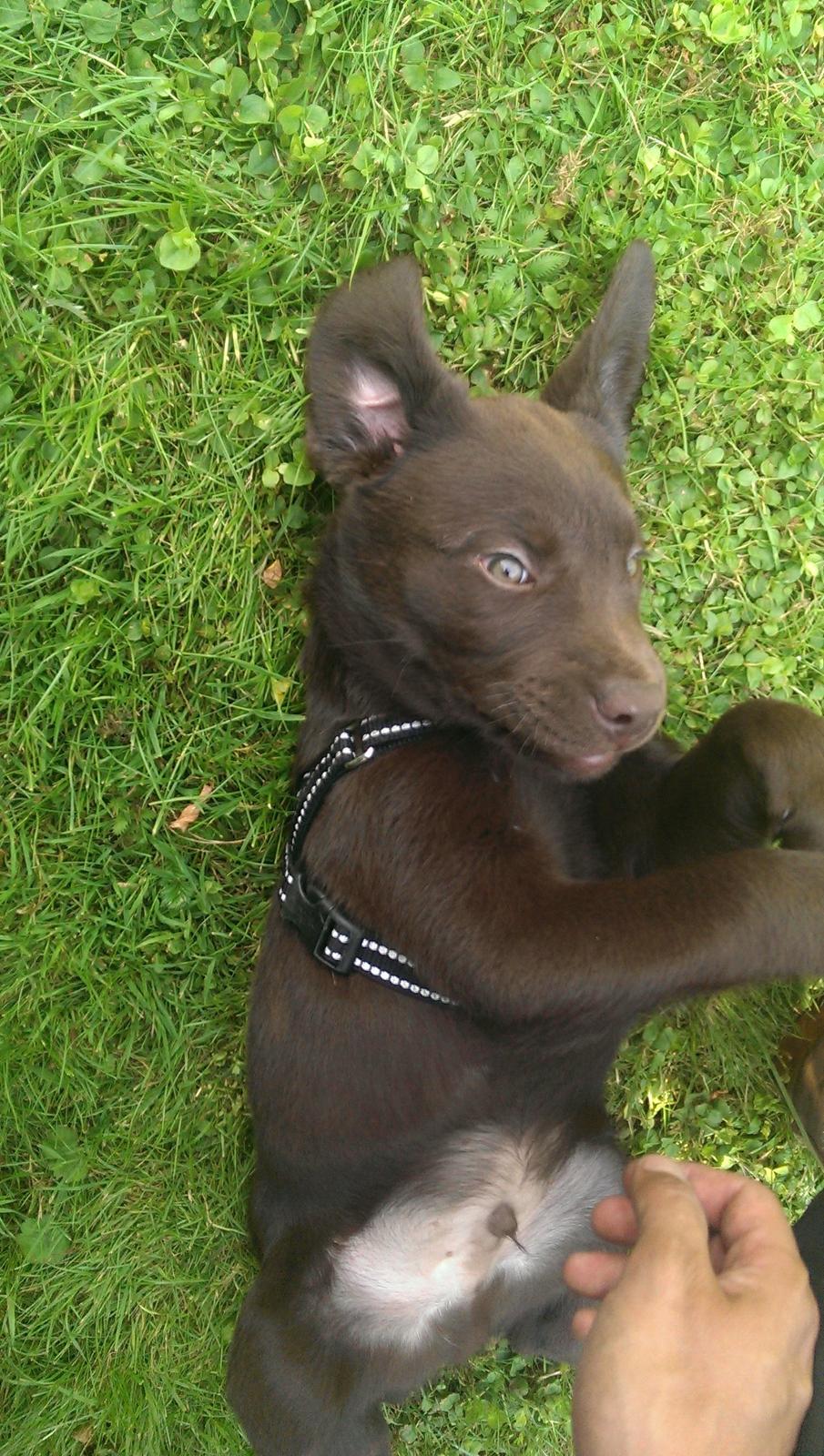 Labrador retriever Cody billede 5