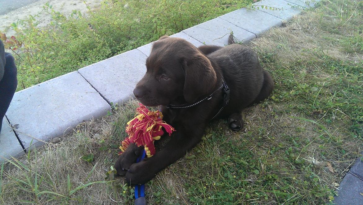Labrador retriever Cody billede 1