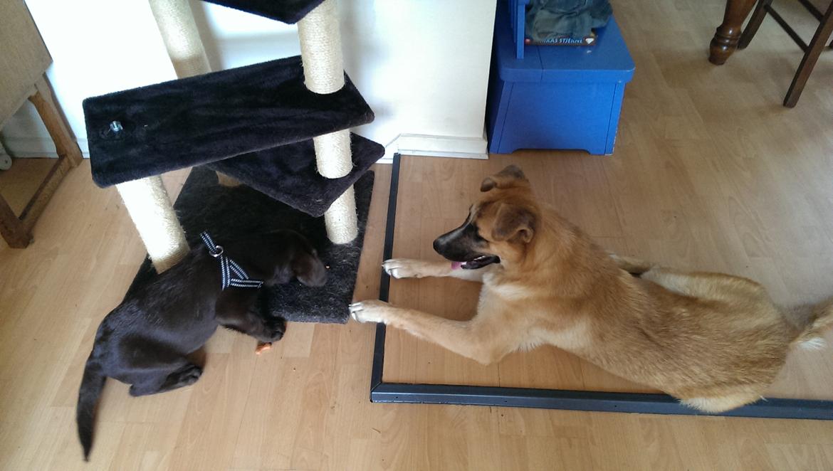 Labrador retriever Cody billede 6