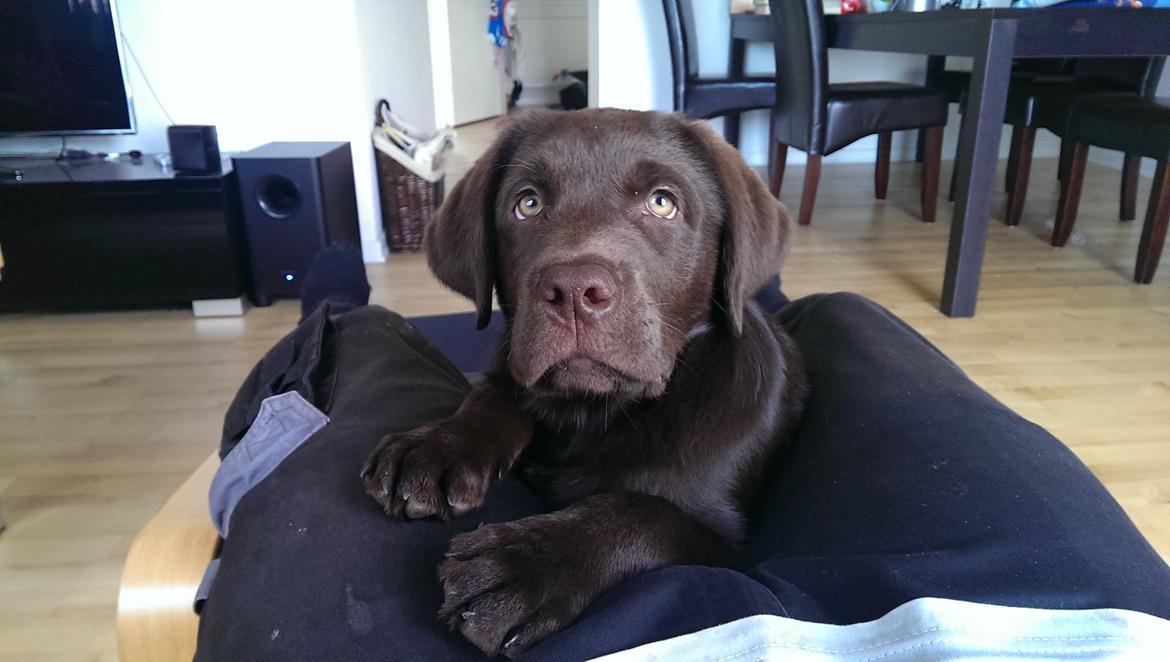 Labrador retriever Cody billede 7