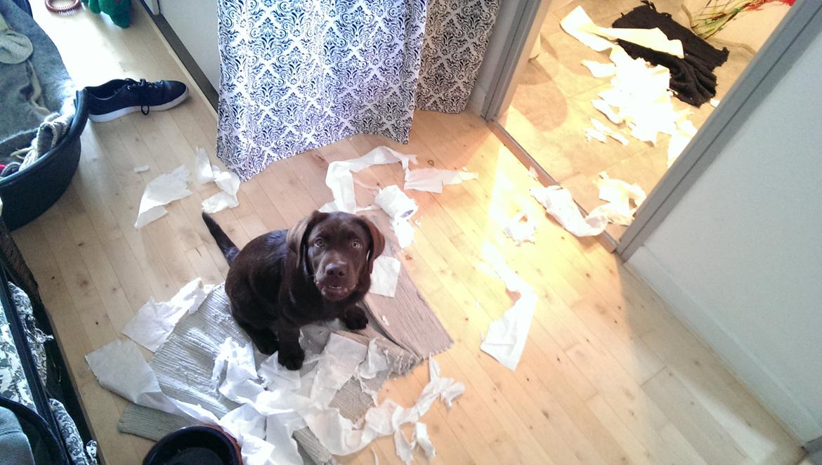 Labrador retriever Cody billede 8