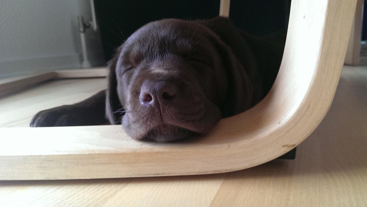 Labrador retriever Cody billede 9