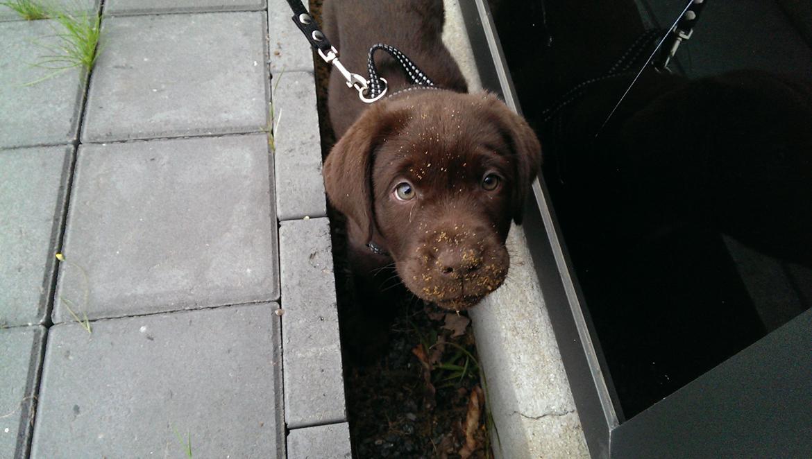 Labrador retriever Cody billede 10