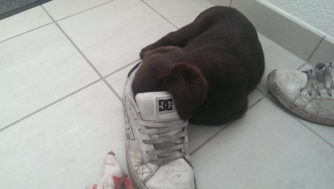 Labrador retriever Cody billede 11