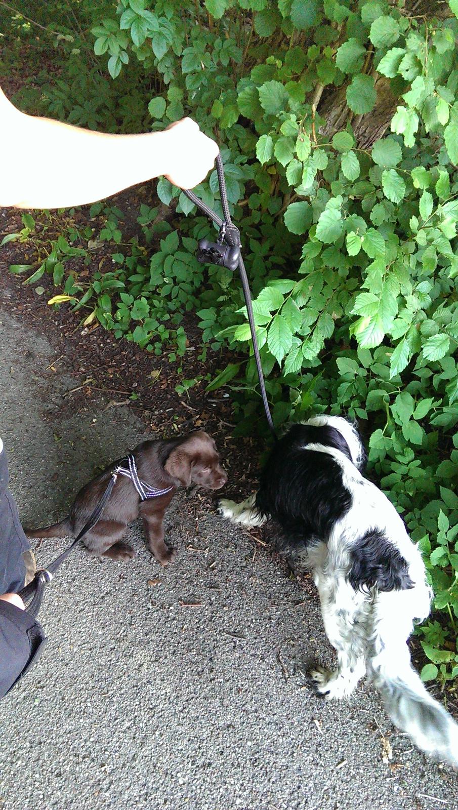 Labrador retriever Cody billede 12