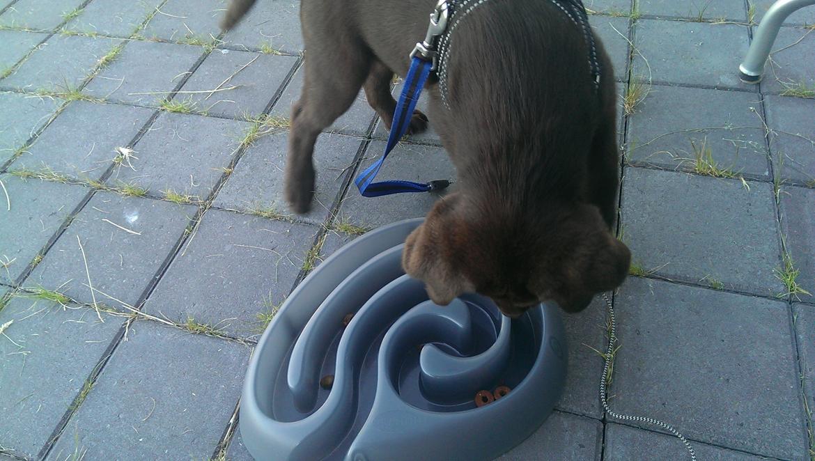 Labrador retriever Cody billede 13