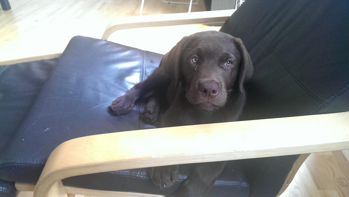 Labrador retriever Cody billede 14