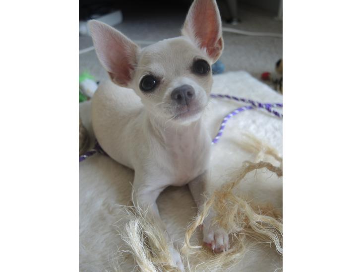 Chihuahua Shiro ("Hvid" på Japansk) billede 1