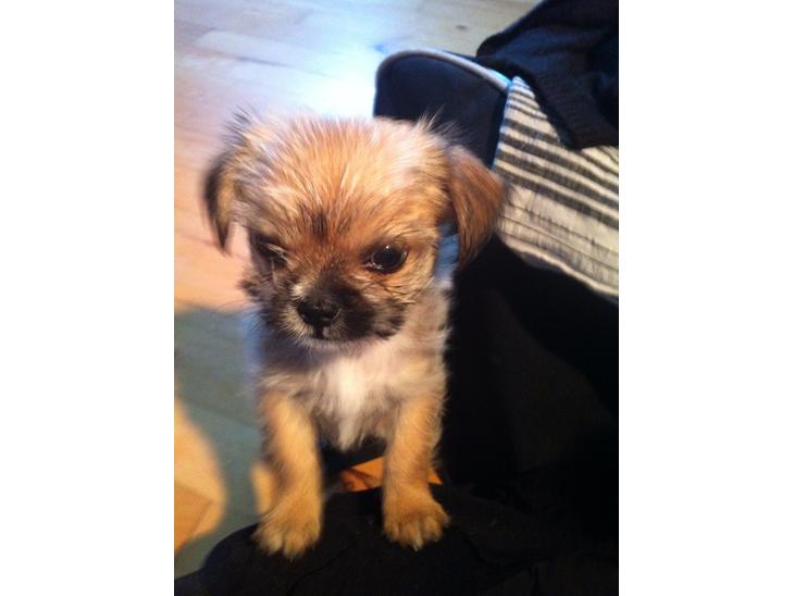 {{currentPhoto.altText}} billede {{currentPhoto.number}}