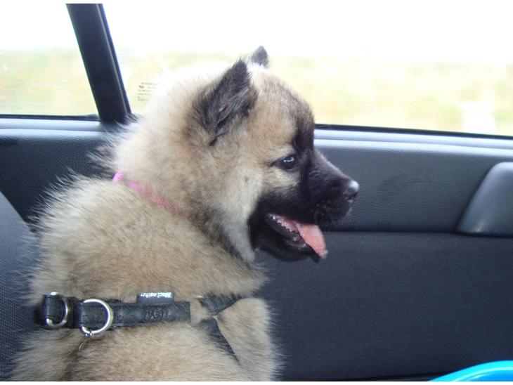 {{currentPhoto.altText}} billede {{currentPhoto.number}}