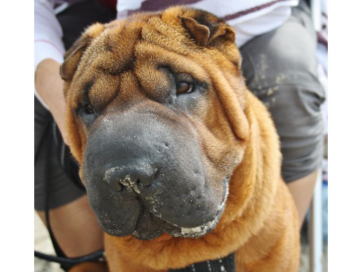 Shar pei Hubert - Næsten 9 mdr. Ung og følsom - mors dreng <3 billede 1