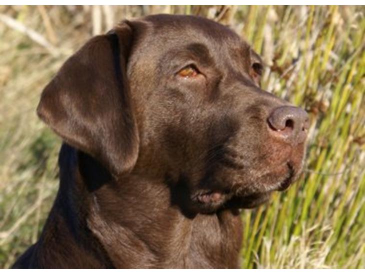 Labrador retriever Cassatas Modesty Marigold (Luna) billede 1