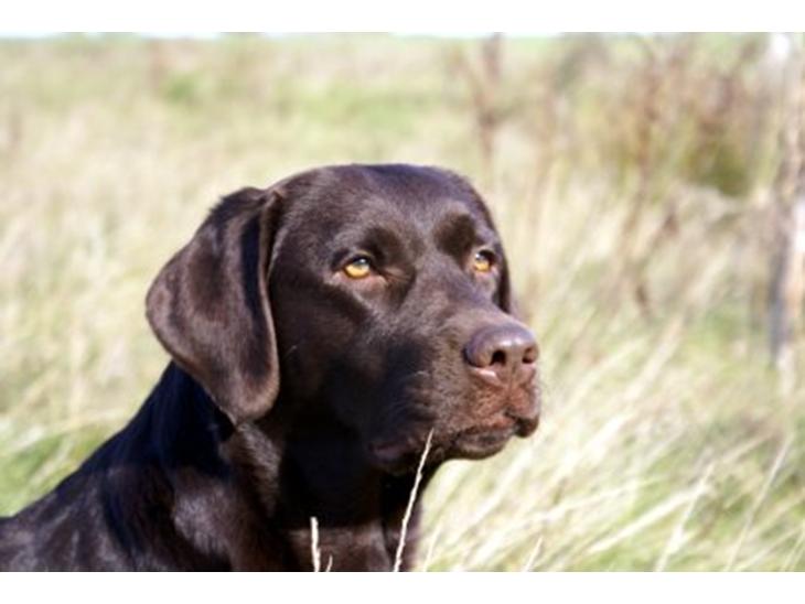 Labrador retriever Lab Luna´s Avra for Laura - Hej. Velkommen til min profil. :-) Jeg hedder Laura. :-) billede 1