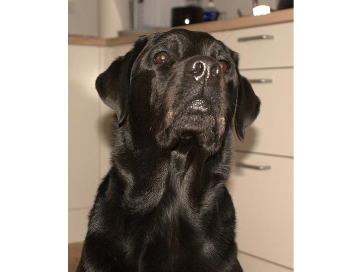Labrador retriever Cody (Himmelhund) - Har du noget til mig, far? billede 1