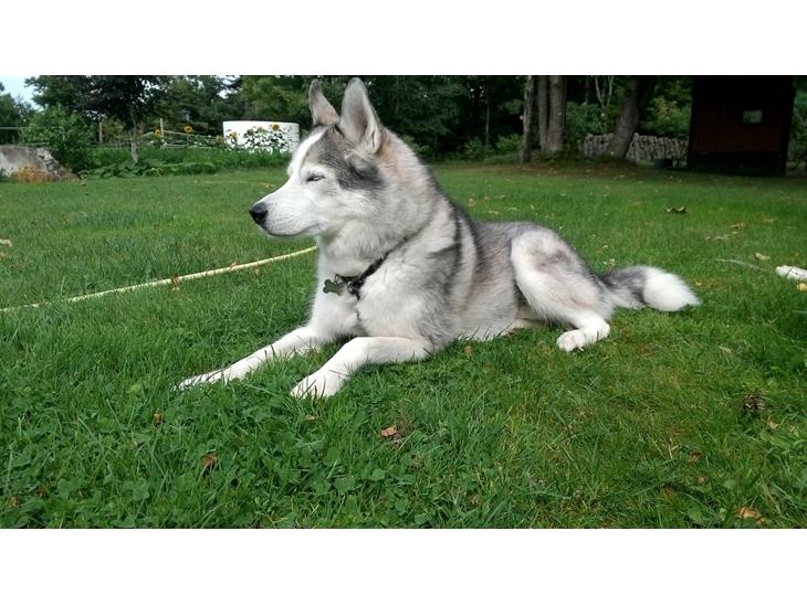 {{currentPhoto.altText}} billede {{currentPhoto.number}}