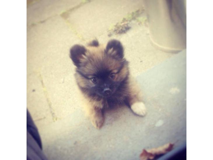 {{currentPhoto.altText}} billede {{currentPhoto.number}}