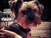 Yorkshire terrier Lucas