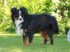 Miniature American Shepherd Hobie