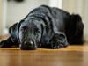 Flat coated retriever Flatrunner Faithful Floyd [Tidl. hund]