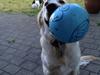 Golden retriever Captain Morgan