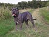 Mastino napoletano Basse