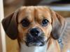 Blanding af racer Beagle/Shih tzu Mailo