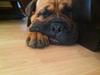 Bullmastiff Berta
