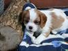 Cavalier king charles spaniel Tulle