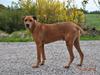 Rhodesian ridgeback Kuzonga's a Lion ( Leon )<3 <3 R.I.P. :''-(