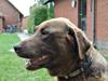 Labrador retriever Buller ~ R.I.P. 26 Nov. 2013 ~