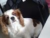 Cavalier king charles spaniel Kia