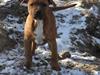 Staffordshire bull terrier Charlie